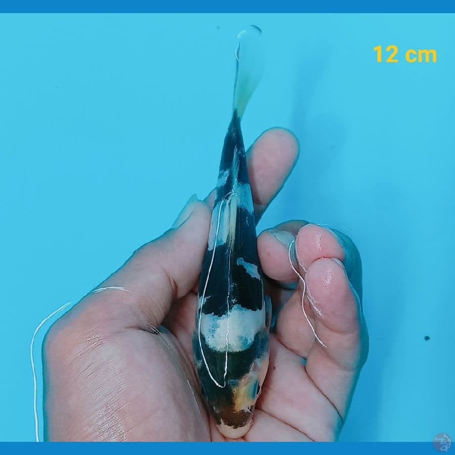 Shiro doit 12 cm