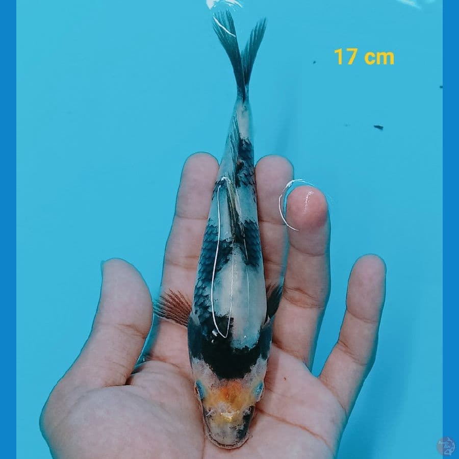Shiro 17 cm