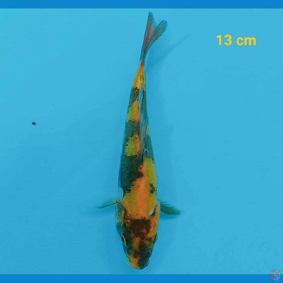 Ki utsuri doit 13 cm