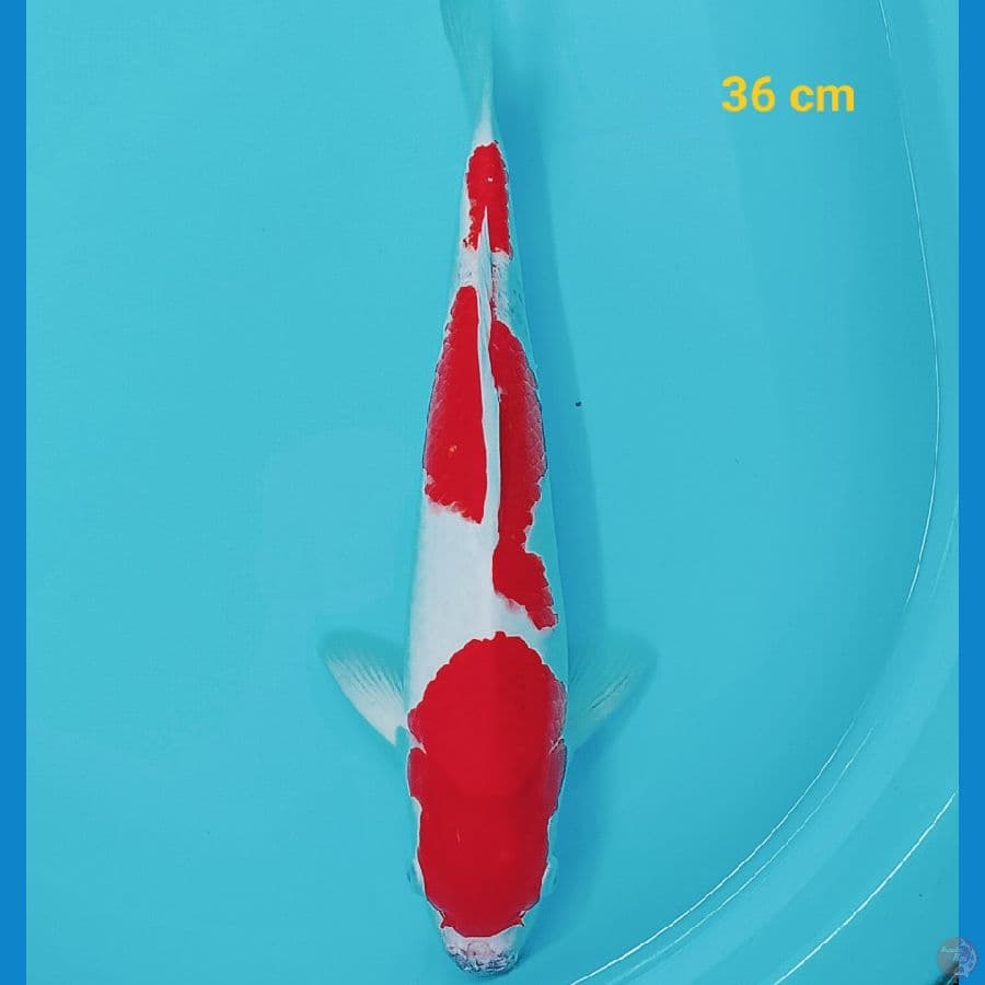 sandan kohaku 36 cm