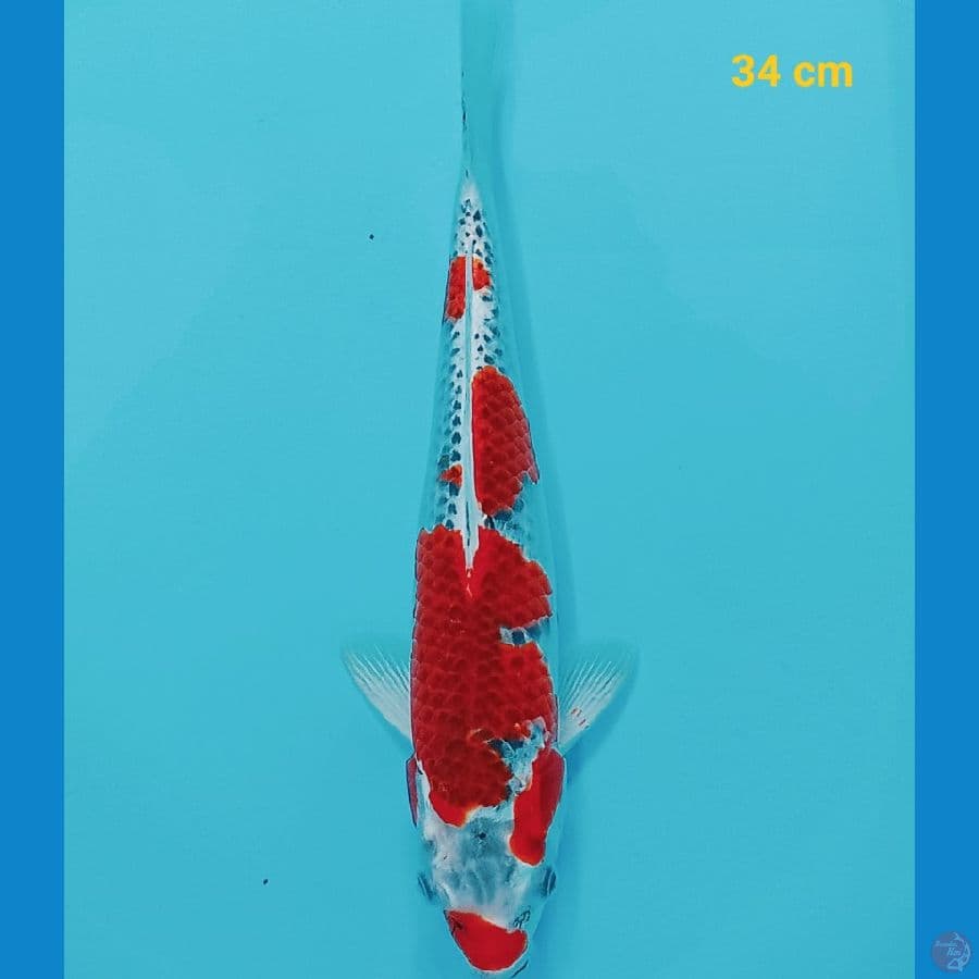 Goshiki 34 cm