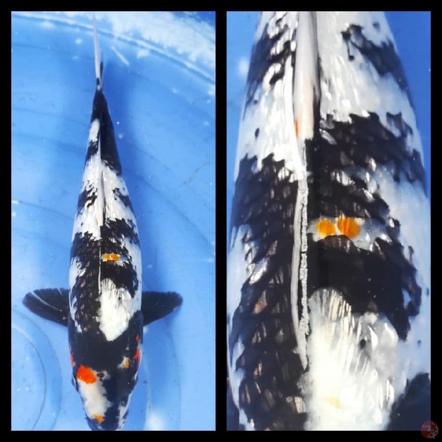 Showa ginrin padat Original..30CM.