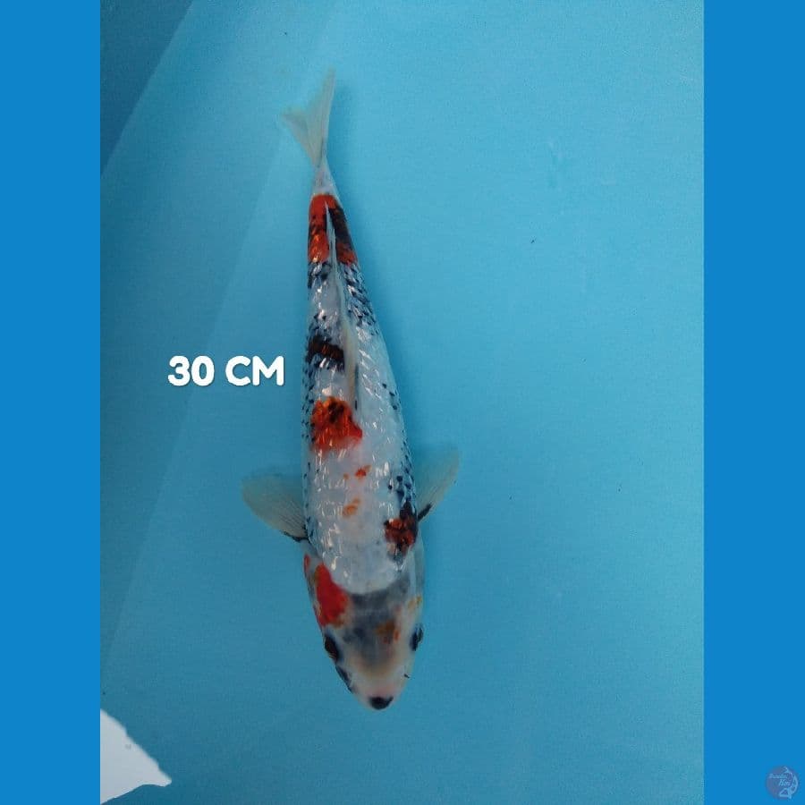 showa ginrin 30 cm ????