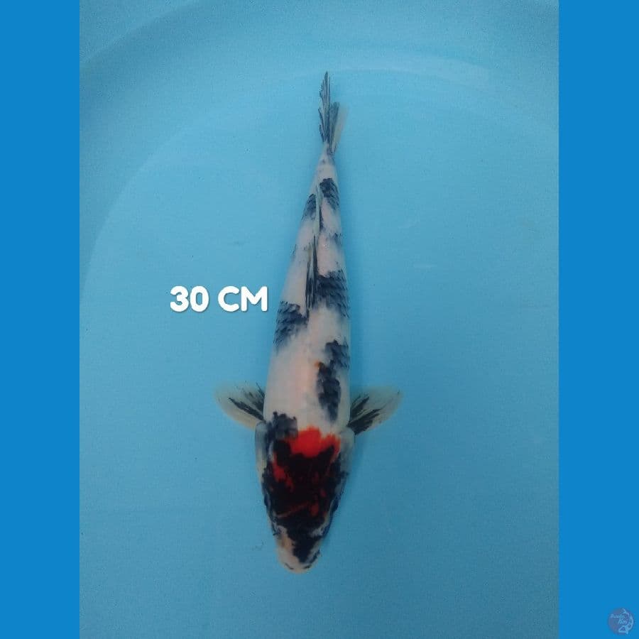 thancho showa 30 cm ????