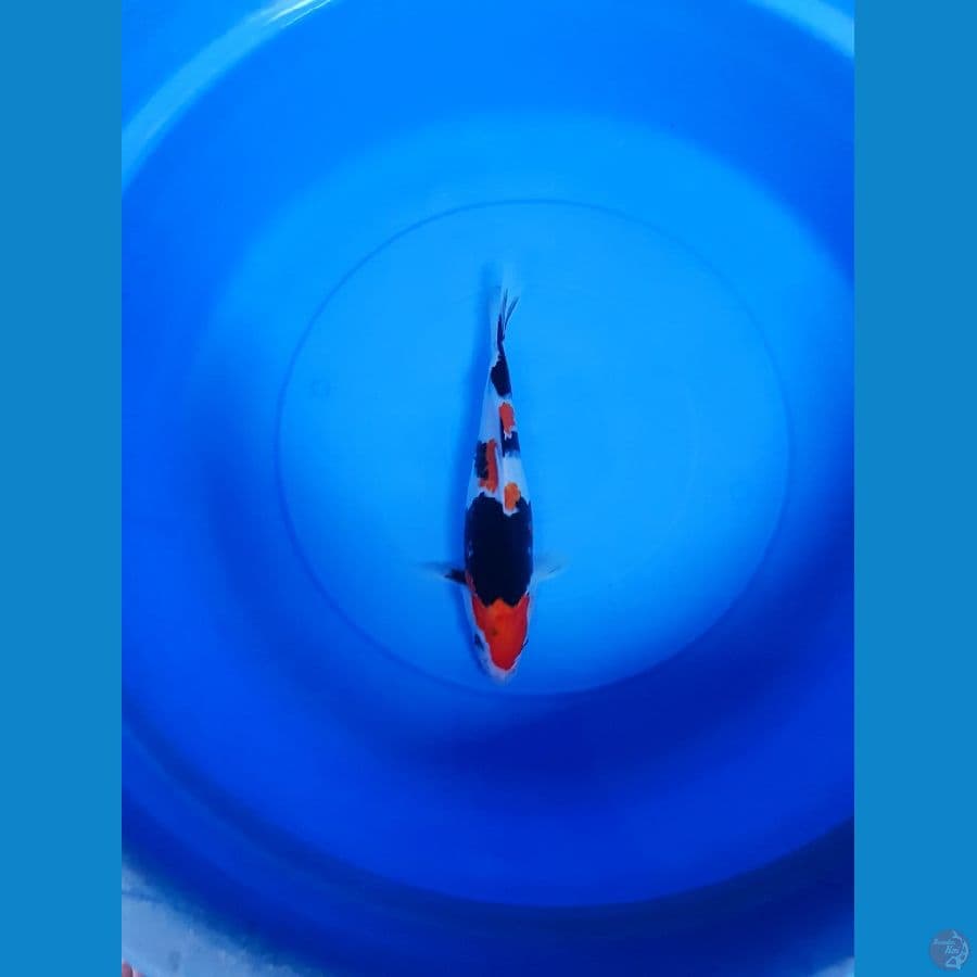 SHOWA FINIS SUPER QUALITI 30 CM