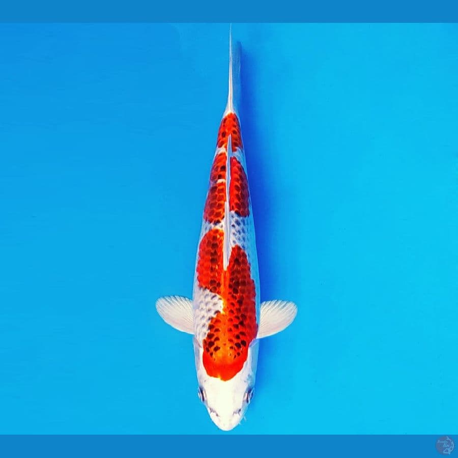 IKEBANA 1 ~ KUJAKU 27 cm/fm ®
