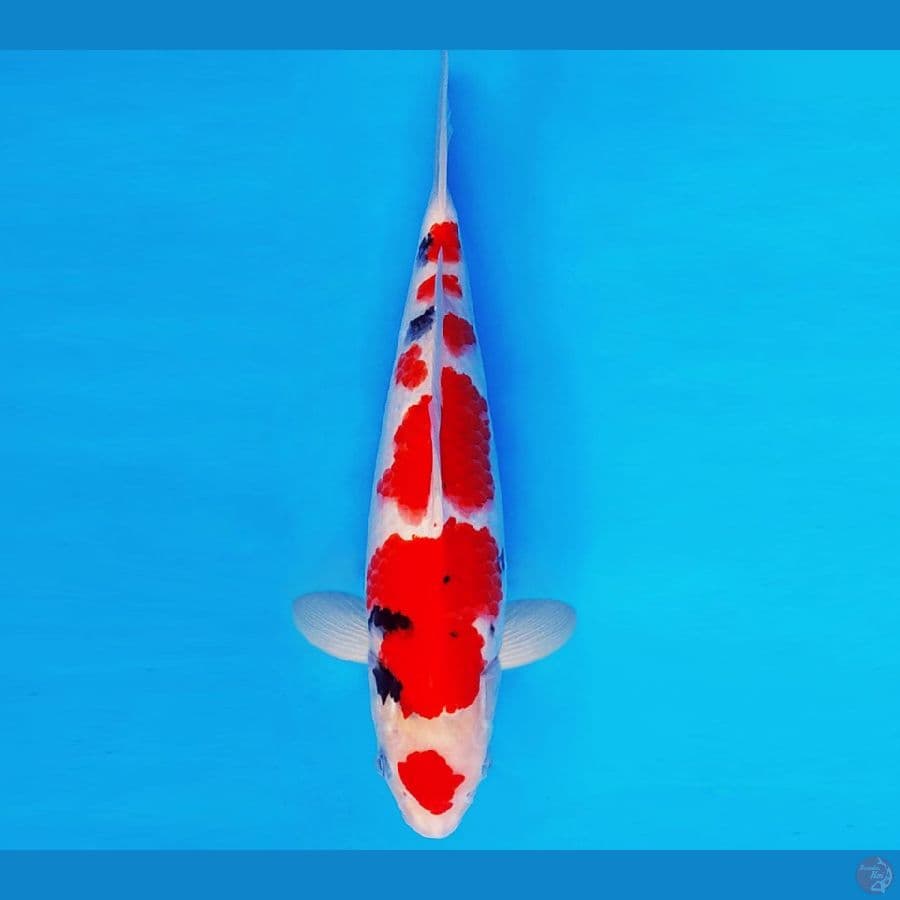 IKEBANA 3 - SANKE 32 cm/male ®
