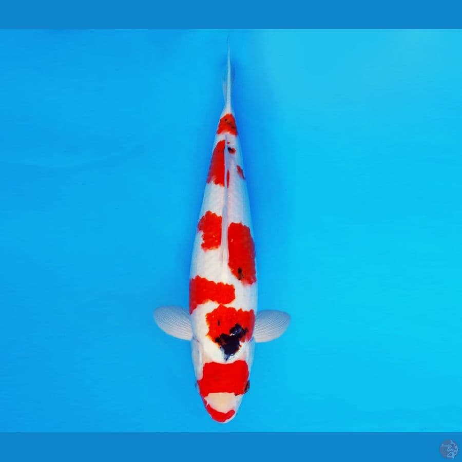 IKEBANA 6 - SANKE 31 cm/male ®