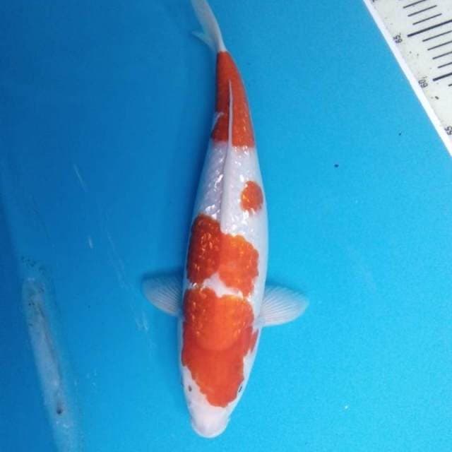 Kohaku 36 cm