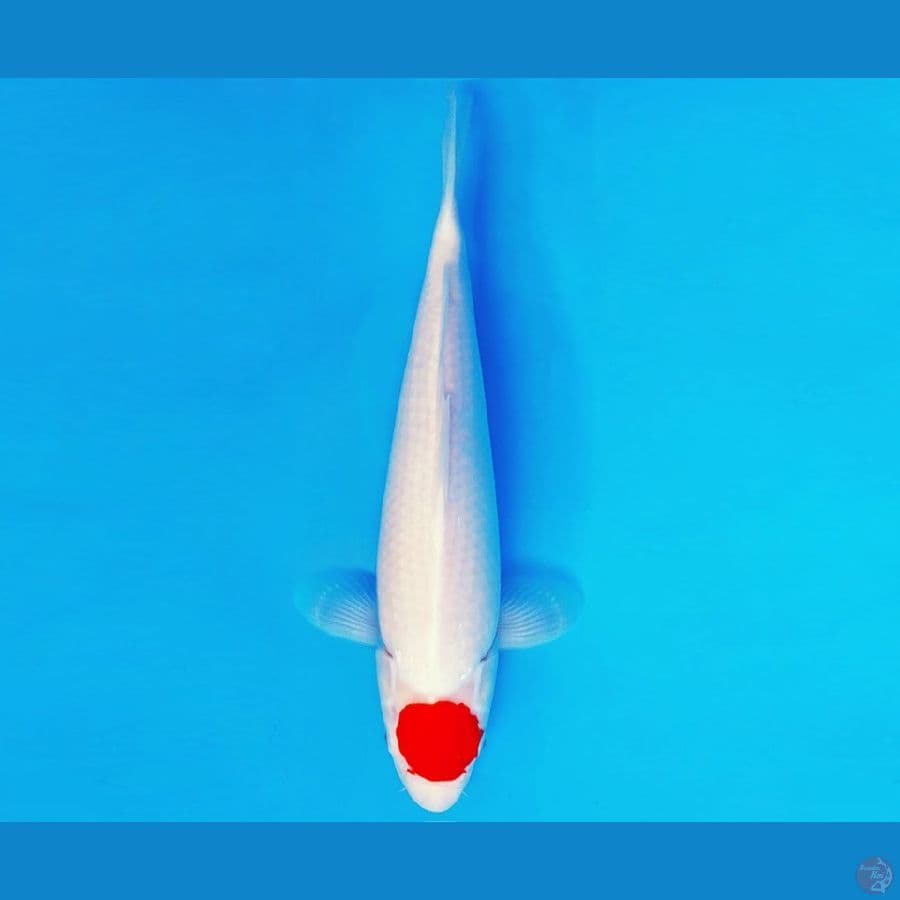 IKEBANA 14 - ORIGINAL TANCHO 36 cm/fm ®