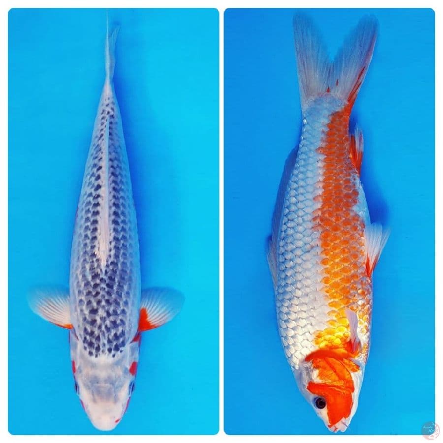 IKEBANA 15 - ASAGI 33 cm/fm ®