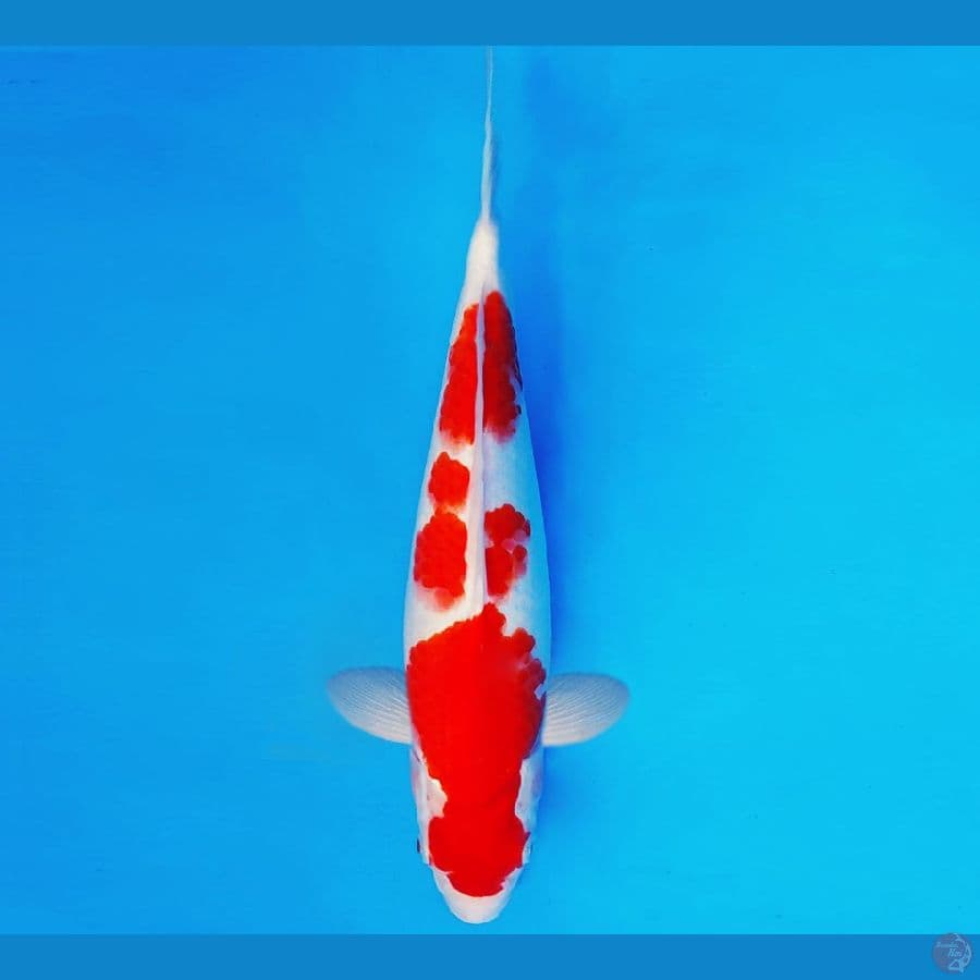 IKEBANA 17 - KOHAKU 35 cm/male ®