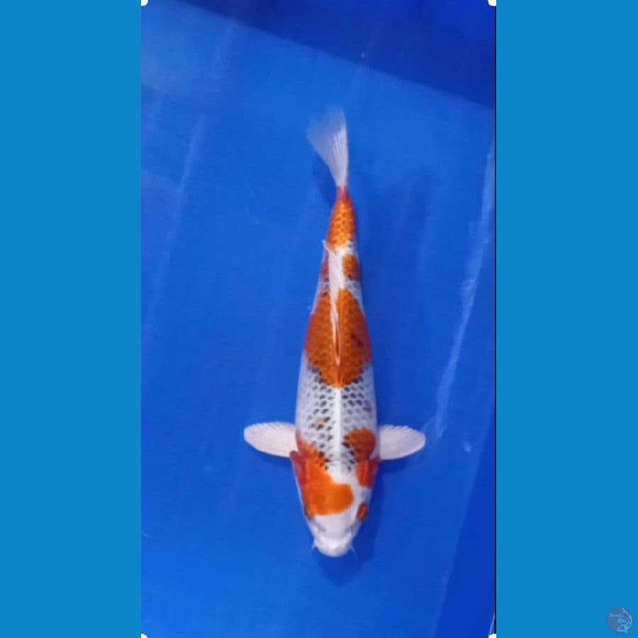 kujaku 30 cm