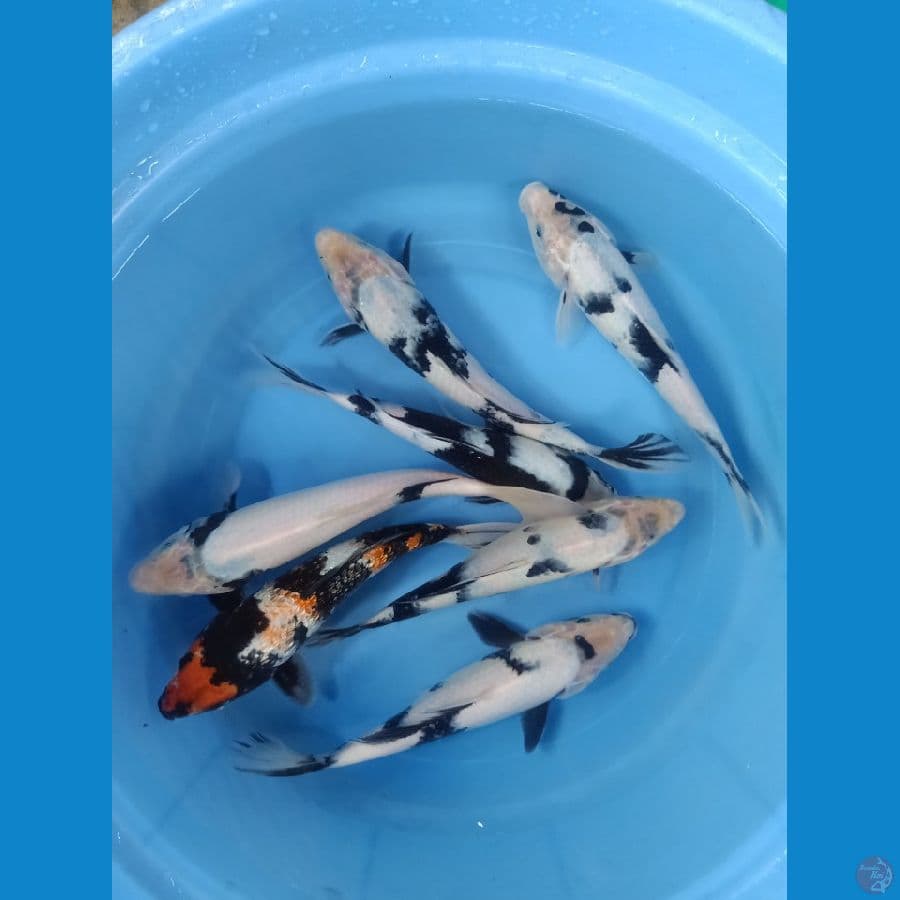 PAKET SHIRO 21-24cm