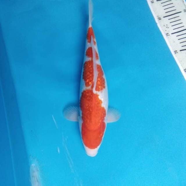 Kohaku 35 cm