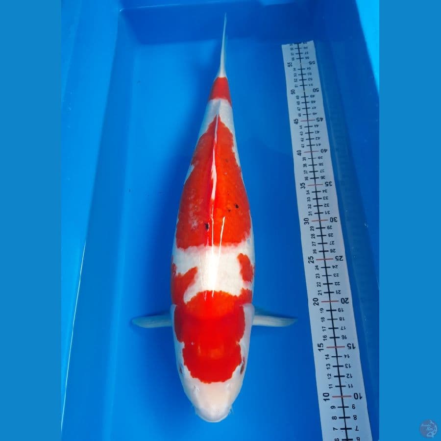 kohaku bocor F 50