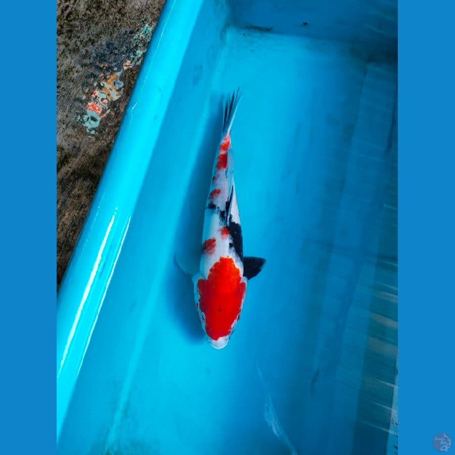 Showa 34 cm