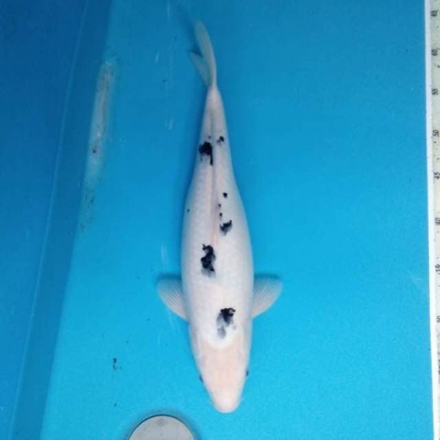 Bekko 39 cm