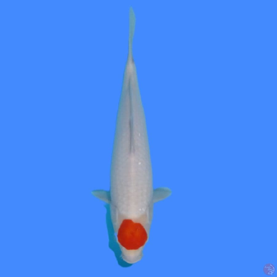 tc kohaku 36cm