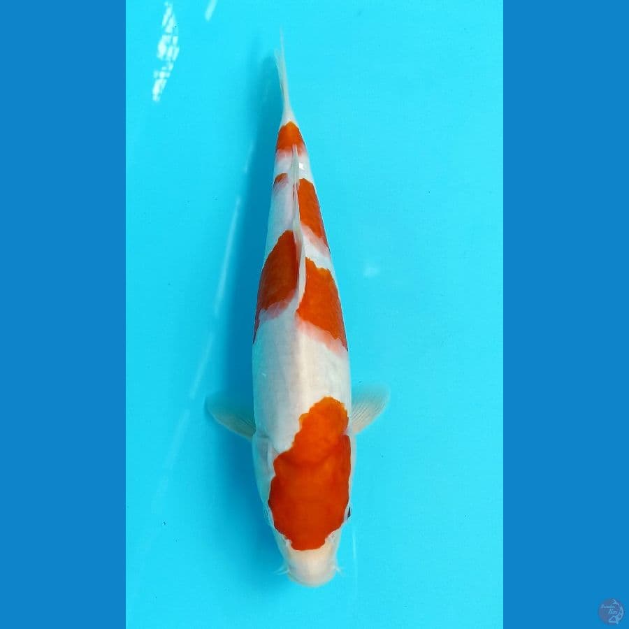 kohaku 31cm