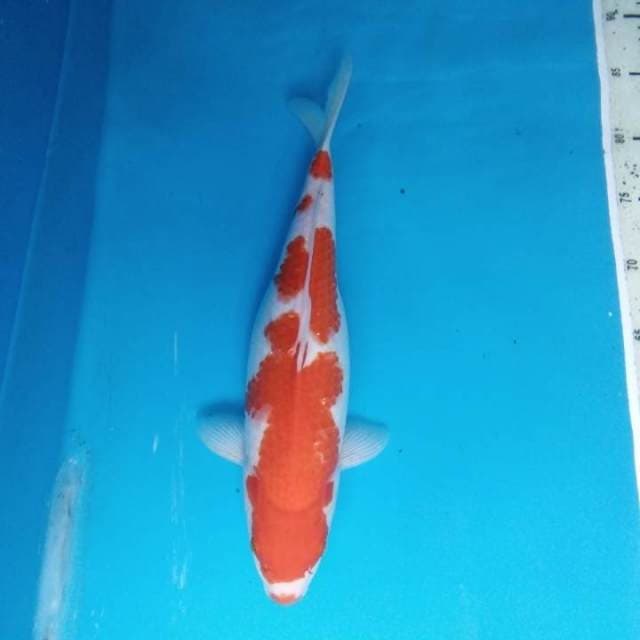 Kohaku 35 cm