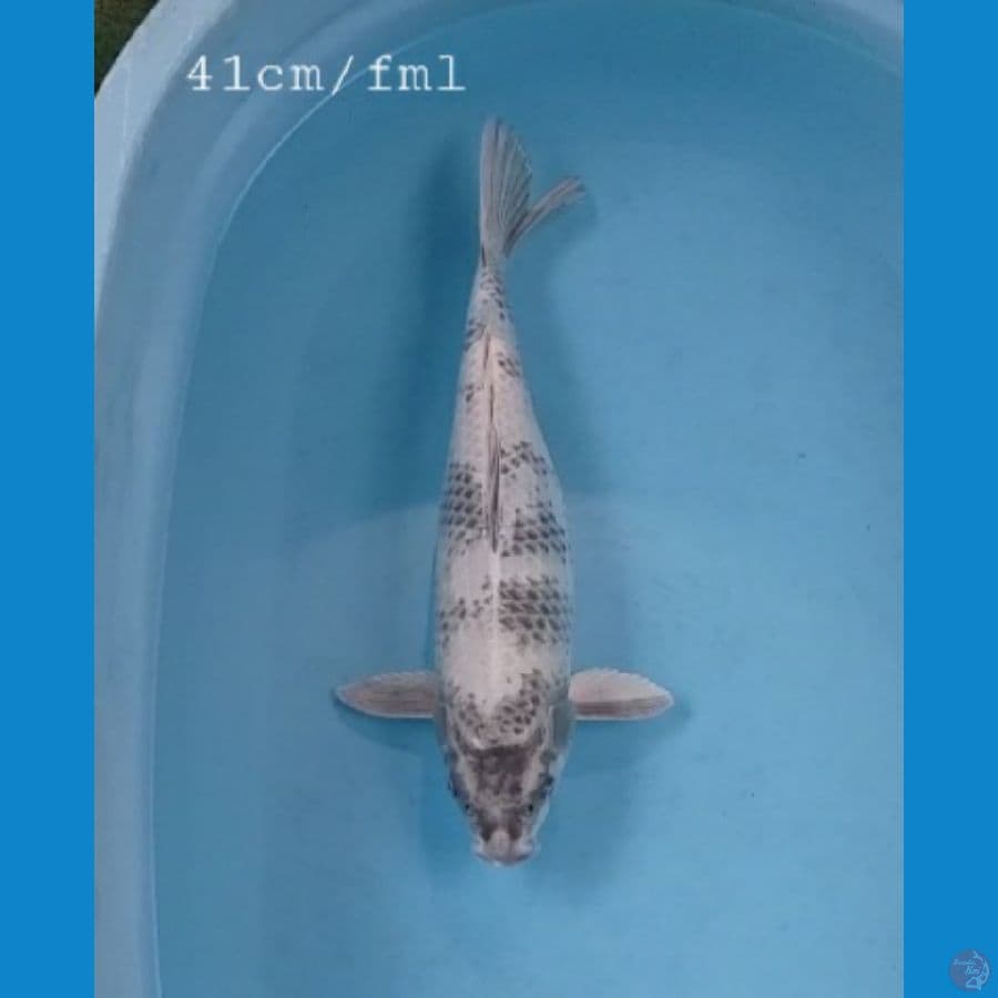 Gin shiro 41cm/fml