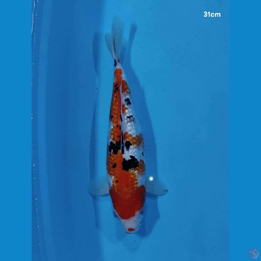 Sanke Ginrin 31cm
