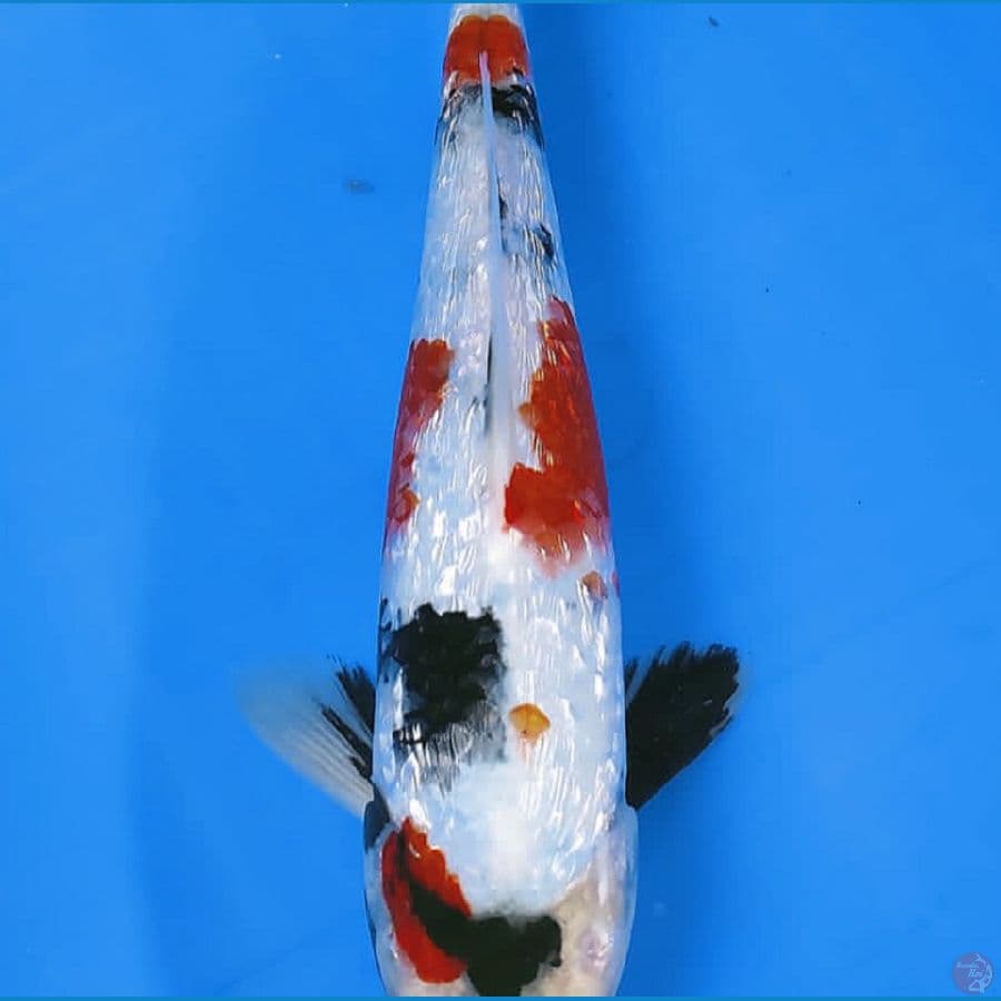 kindai showa full ginrin 27cm/male