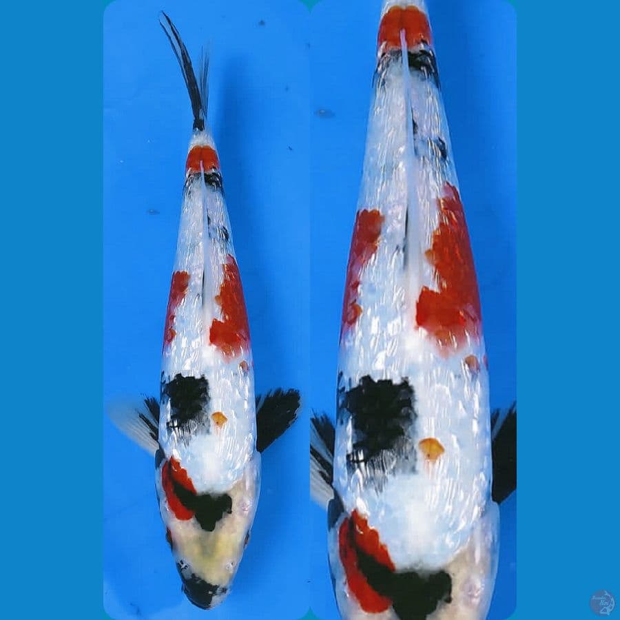 kindai showa full ginrin 27cm/male