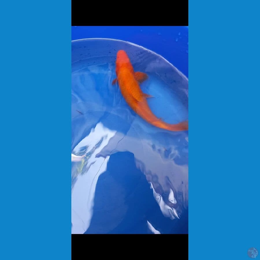 benigoi 25cm