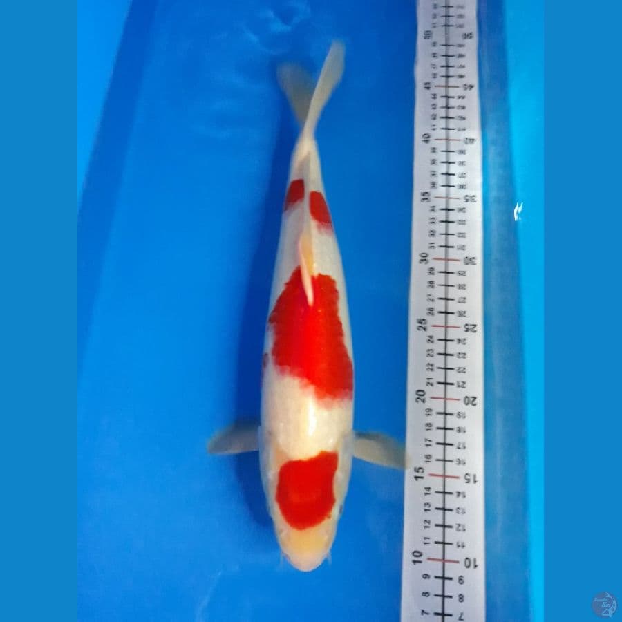 kohaku M 35