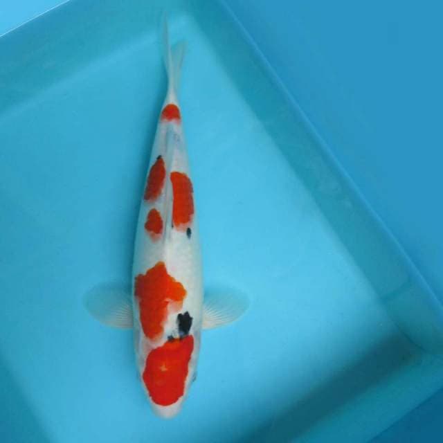 A. DAMARKOI INDONESIA ( TAISHO SANKE TSUBOSUMI )