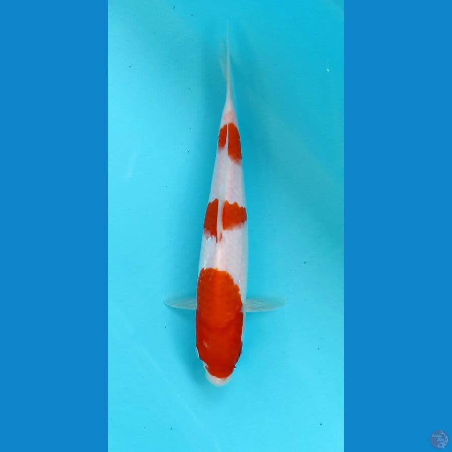 kohaku 23cm