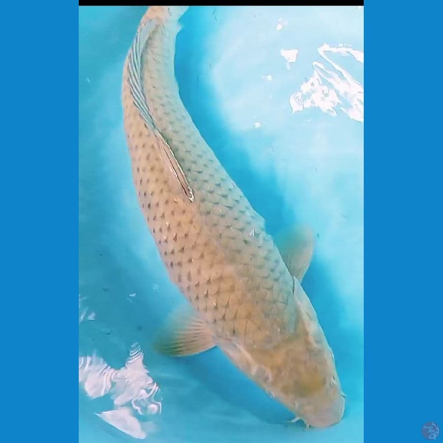 super jumbo soragoi f 55 cm