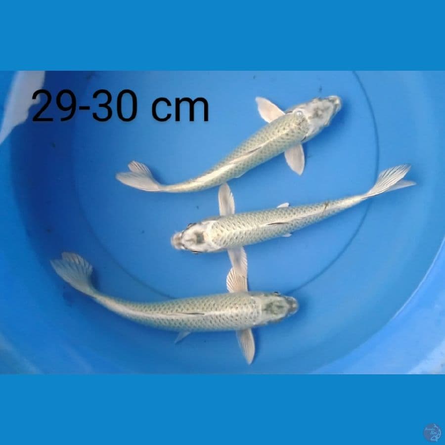 mukashi silver 29-30 cm