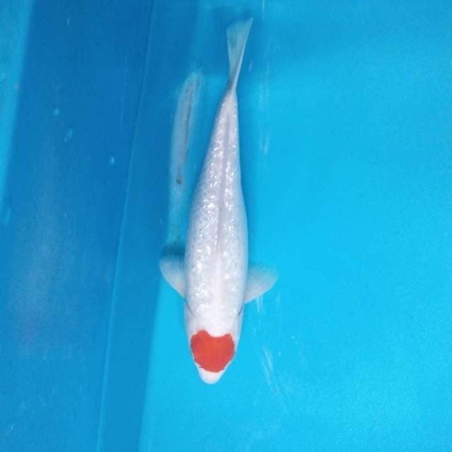 Tancho kohaku ginrin 32 cm