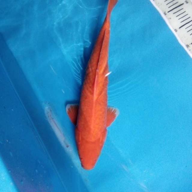 Benigoi 43 cm