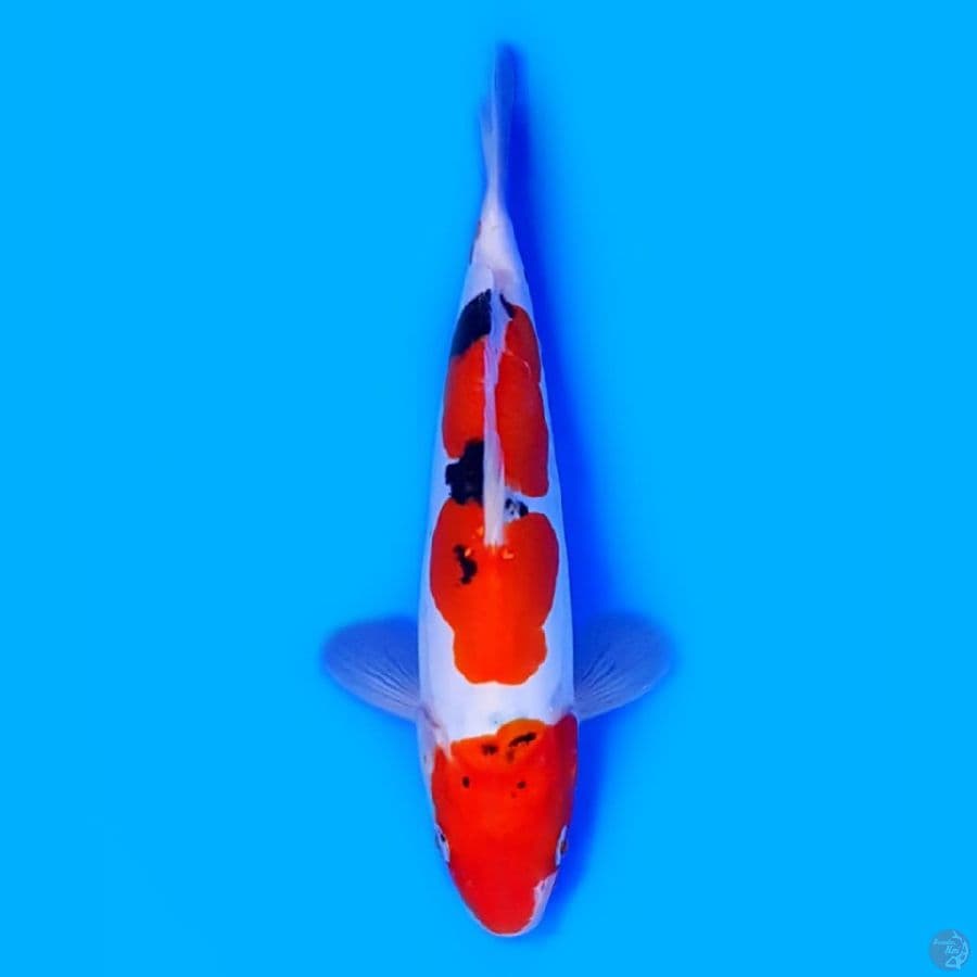 Sanke Doitsu 24cm