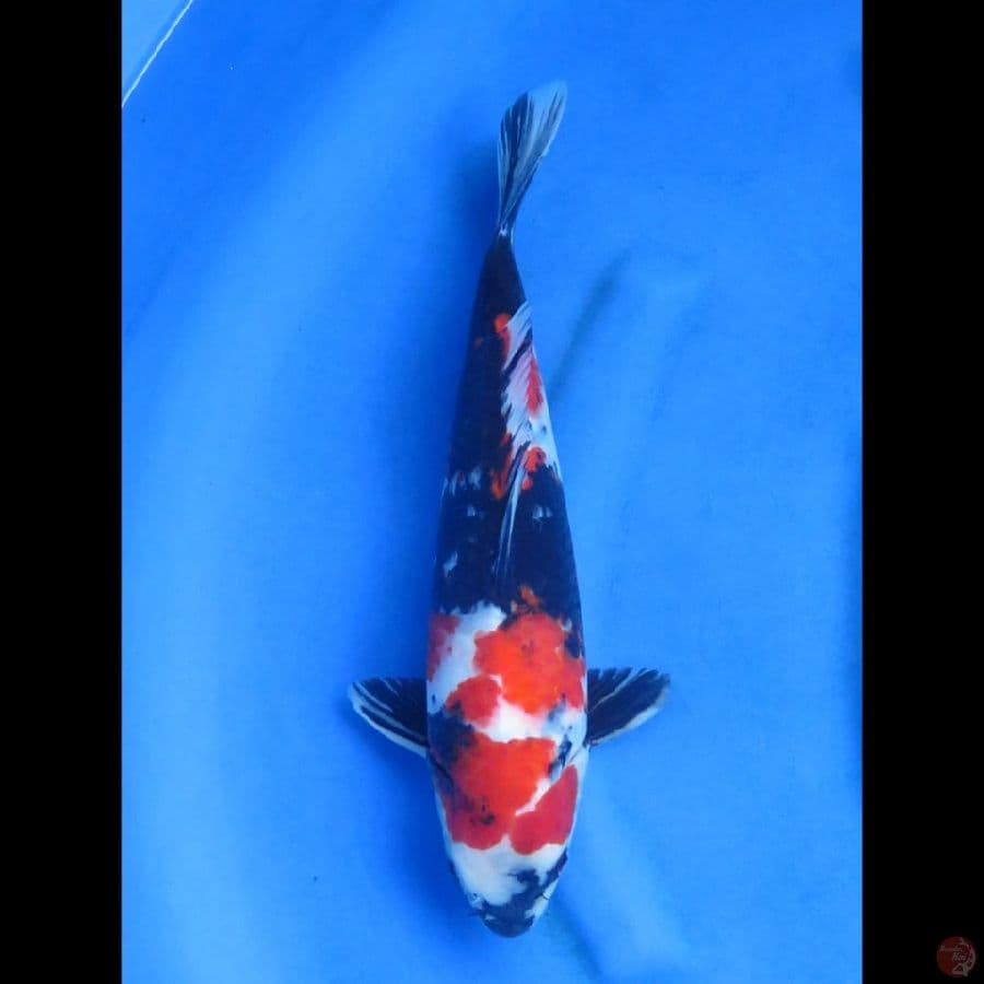 Showa Jantan - 40bu