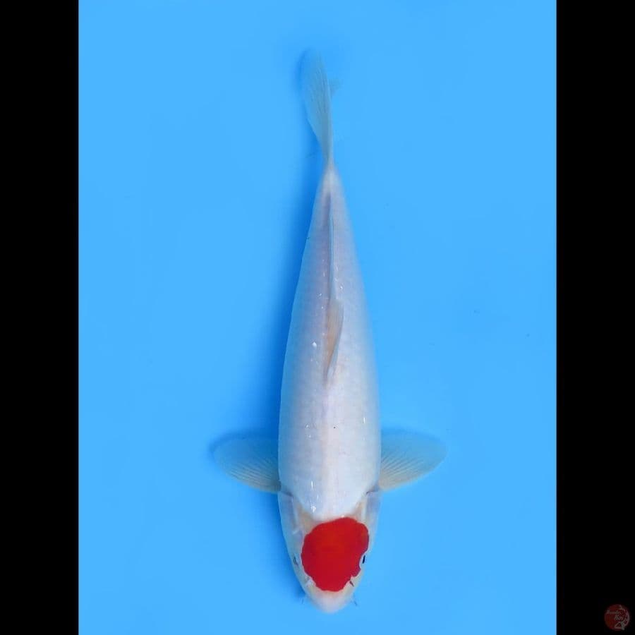 Tancho Ori - 40bu