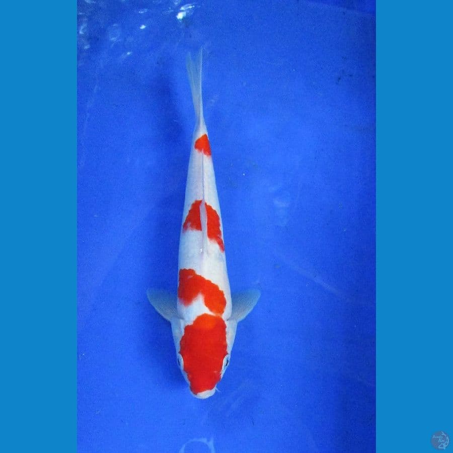 Kohaku Strong