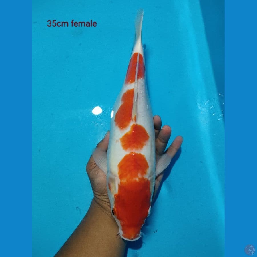 kohaku female gendong telur 35cm