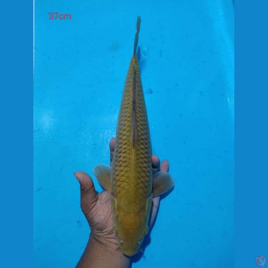 cagoi tembaga prediksi male 37cm