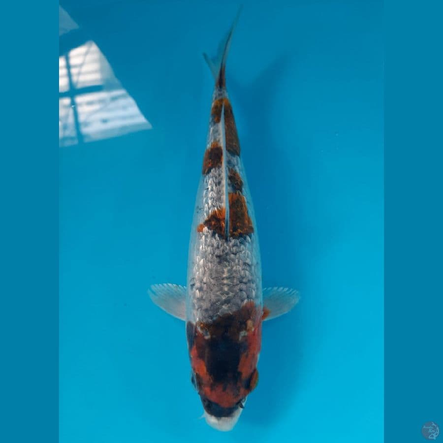 Ginrin KoYo (19cm)