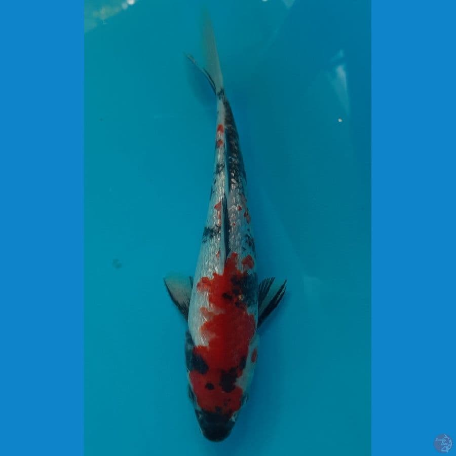 Shogin 18cm