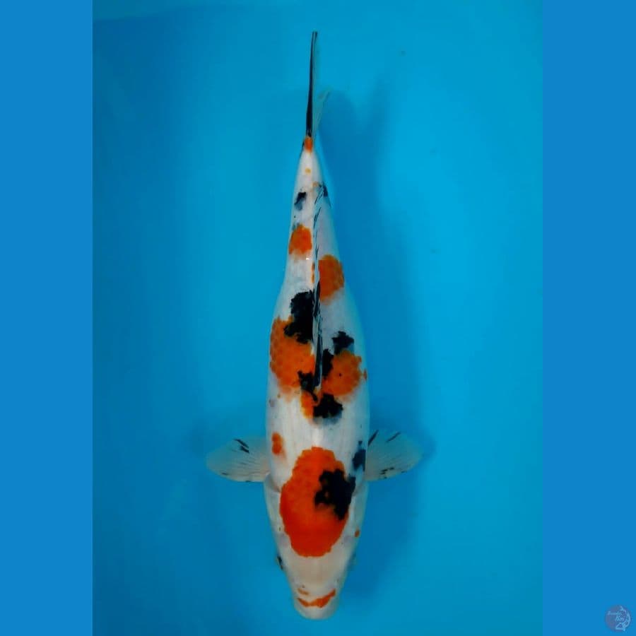 SANKE 35cm FEEMALE