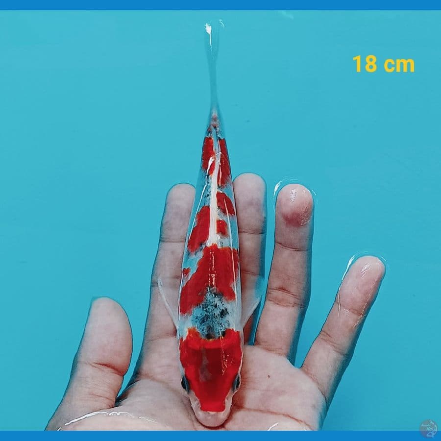 Goshiki 18 cm