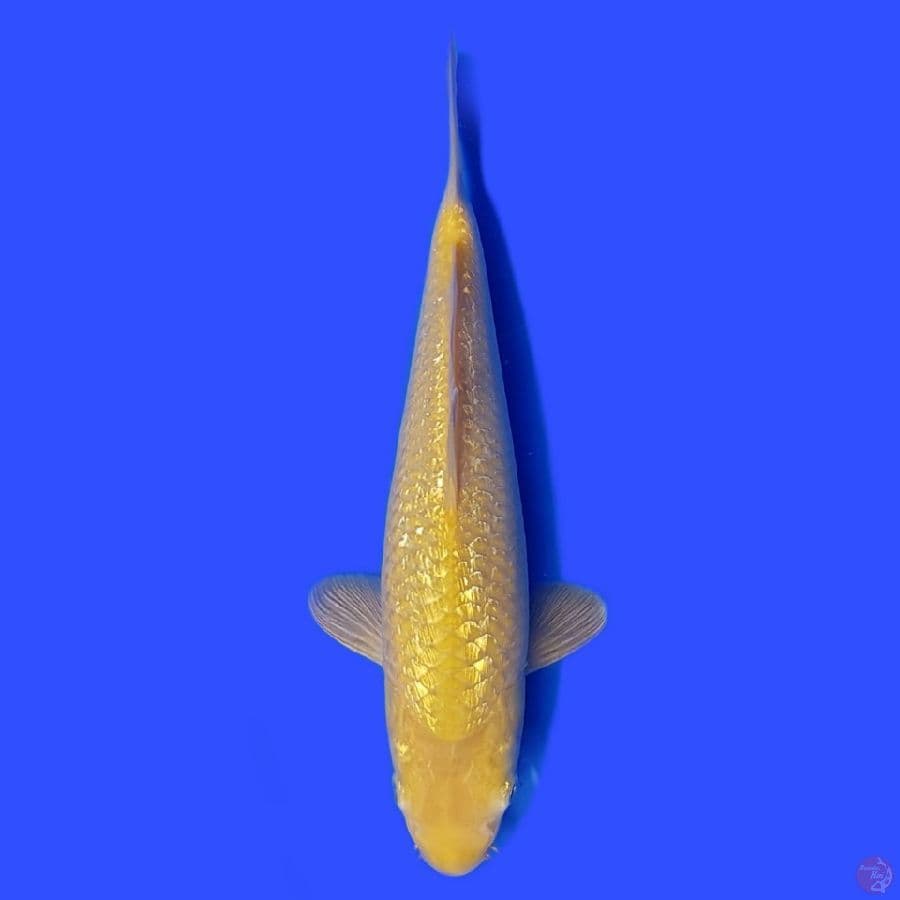 karashi ginrin 25cm mata merah.