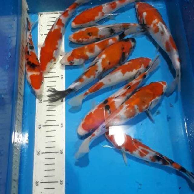 Mix gosanke 18-22cm