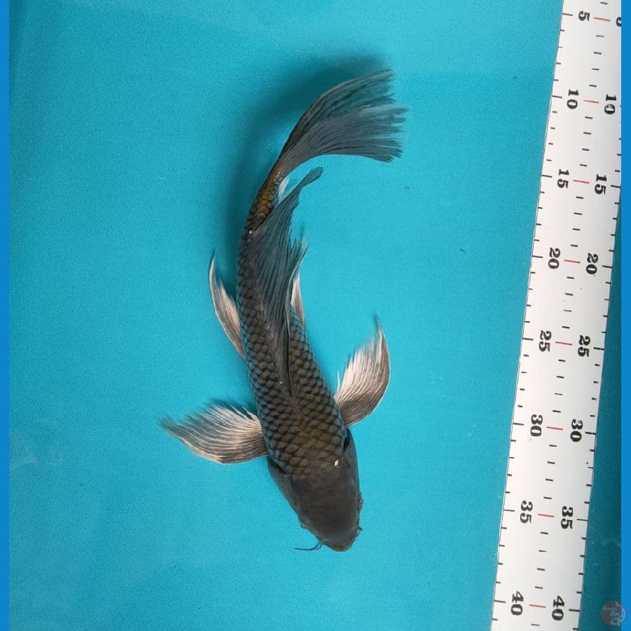 kumpay antik 30cm male